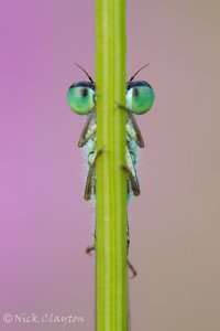 Blue-tailed Damselfly