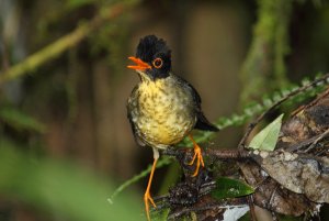 Speckled Nightingale-Thrush