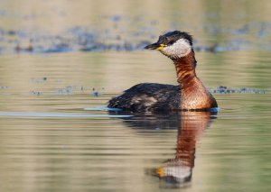 Red-necked Grebe