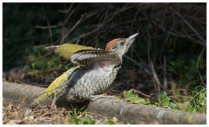 Green Woodpecker (Juv)