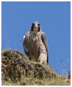 Peregrine Falcon (Juv)