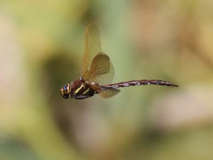 Brown Hawker