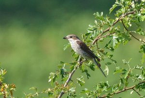 red-backed shrike(female)