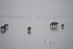 Grizzlies in the Mist