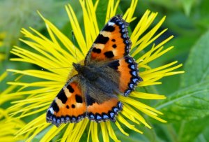 Small Tortoiseshell...