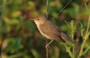 Reed Warbler or Marsh Warbler - this is not a Question