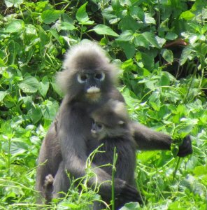 Malaysia Monkey