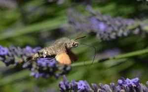 hummingbird hawkmoth