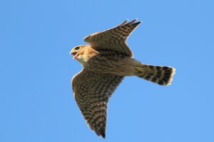 Juvenile Merlin