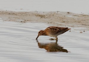 Common Snipe