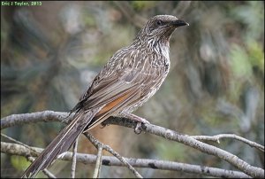 Wattlebird