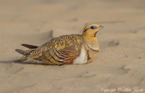 Pin-tailed Sandgrouse