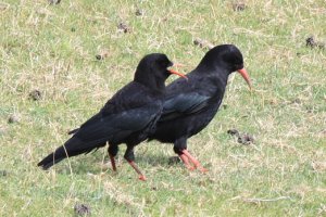 Adult and juvenile Chough