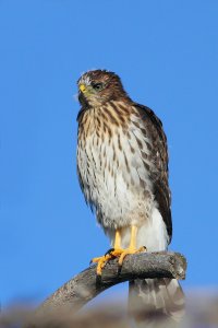 Juvenile Cooper's Hawk