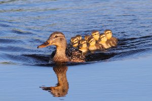 Ducks in two rows