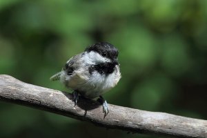 Black-capped Chickadee