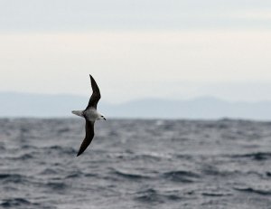 White-headed Petrel