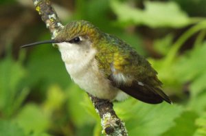 Ruby Throated Hummingbird