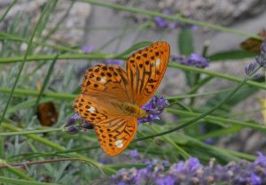 fritillary