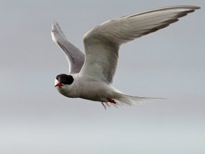 Common Tern