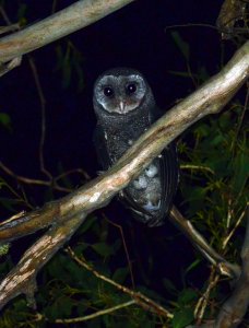 Sooty Owl