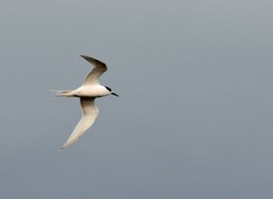 White-fronted Tern