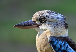 Blue-winged Kookaburra