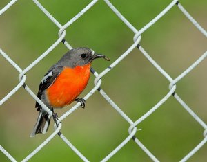 Flame Robin