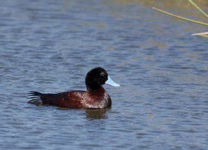 Blue-billed Duck