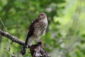 Sharp-shinned Hawk, juvenile