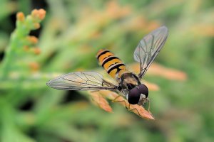 Marmalade Hover-fly male