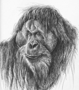 Orangutan male portrait