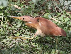 Cinnamon Bittern Ixobrychus cinnamomeus   - Adult male