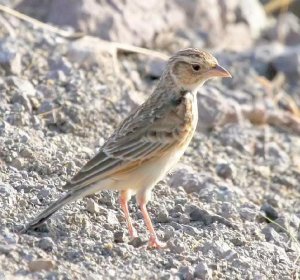 Singing Bush Lark