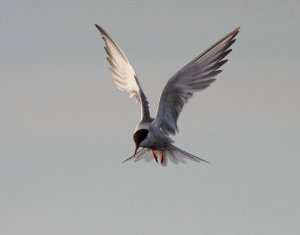 Common Tern