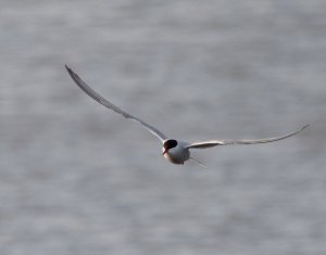 Common Tern