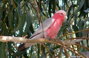 Galah