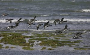 Pale-bellied Brent geese