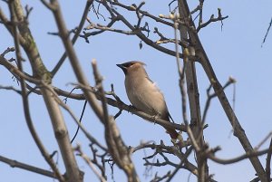 Waxwing 2