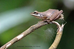 Copper-cheeked Frog