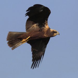 Marsh harrier