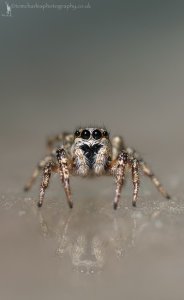 Jumping Zebra Spider