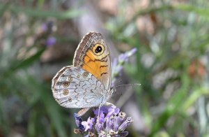 wall brown male (underside)