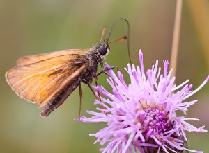 Skipper