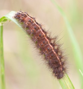 Weird CaterPillar?