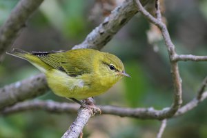 Tennessee Warbler, juvenile