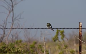 Violet-green Swallow in its landscape