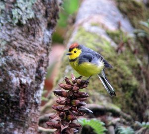 Collared Redstart Turrialba Volcano