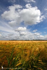 Field of Barley