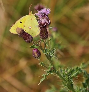 Clouded Yellow at rest